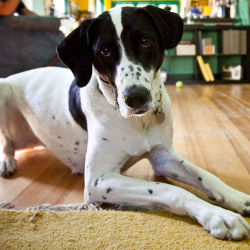DogWatch of Cape Cod, Marstons Mills, Massachusetts | Indoor Pet Boundaries Contact Us Image