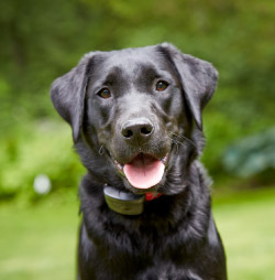 DogWatch of Cape Cod, Marstons Mills, Massachusetts | 1200Fence Contact Us Image