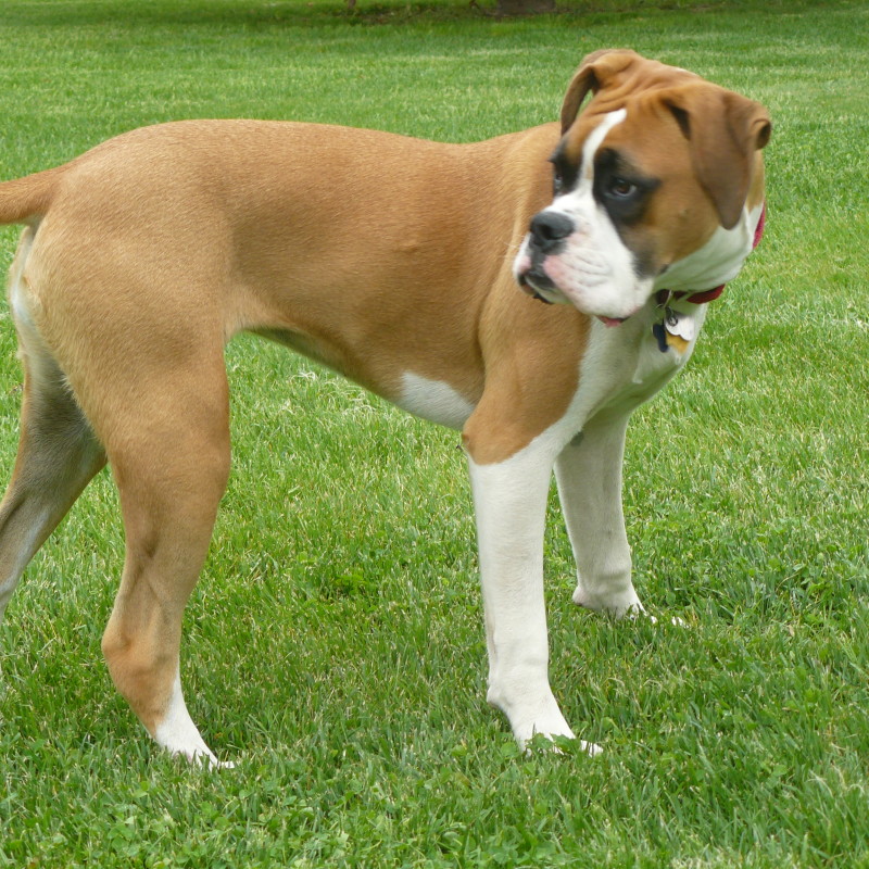 DogWatch of Cape Cod, West Yarmouth, MA | Photo Gallery  Image