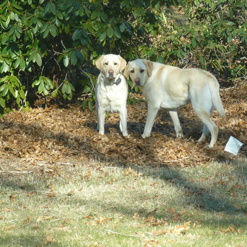 DogWatch of Cape Cod, Marstons Mills, Massachusetts | Photo Gallery  Image