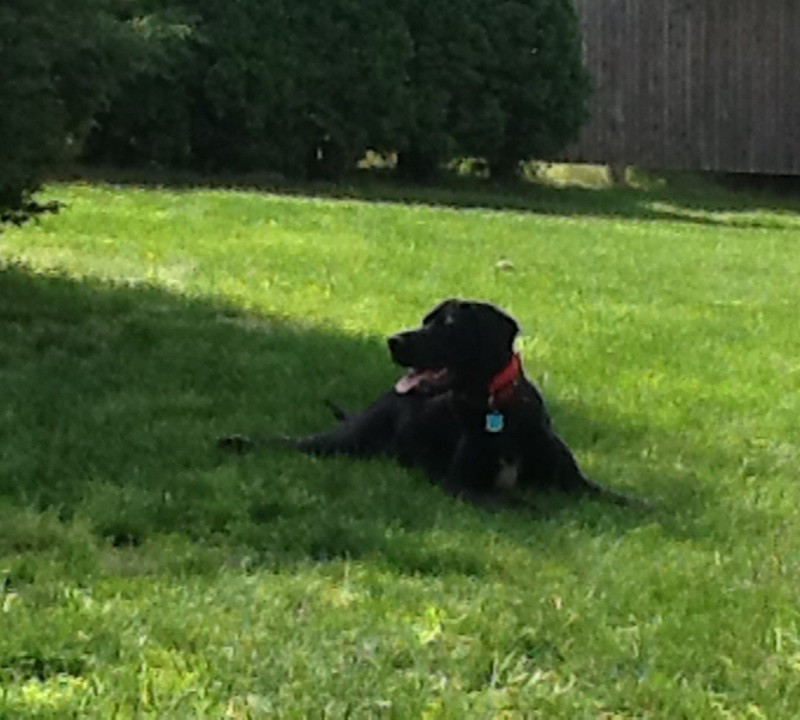 DogWatch of Cape Cod, West Yarmouth, MA | Photo Gallery  Image