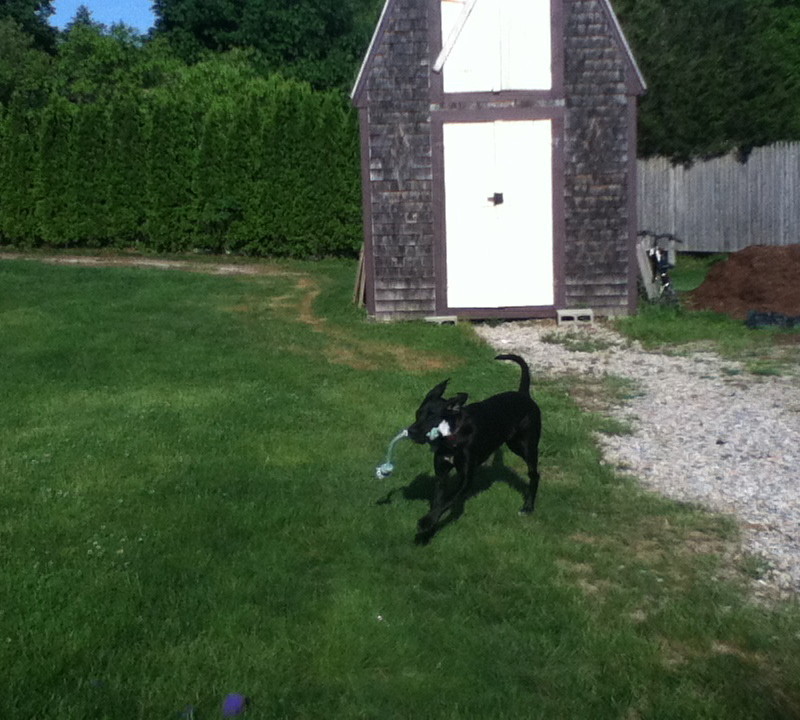 DogWatch of Cape Cod, West Yarmouth, MA | Photo Gallery  Image