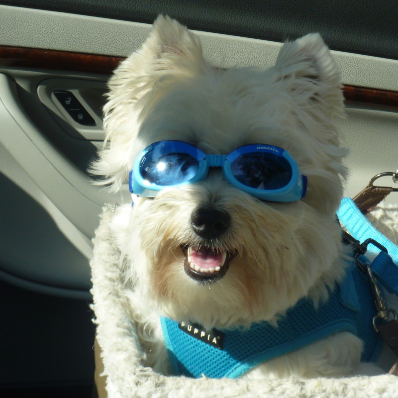 DogWatch of Cape Cod, West Yarmouth, MA | Photo Gallery  Image