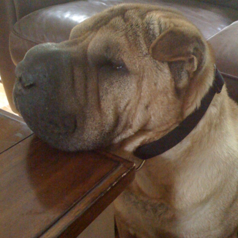 DogWatch of Cape Cod, West Yarmouth, MA | Photo Gallery  Image