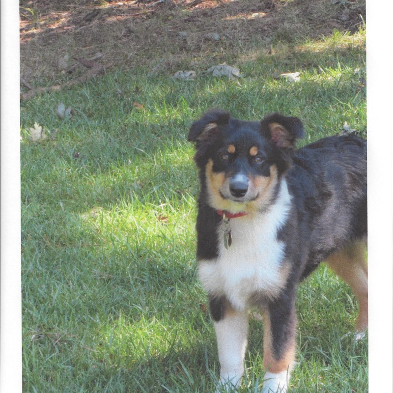 DogWatch of Cape Cod, West Yarmouth, MA | Photo Gallery  Image