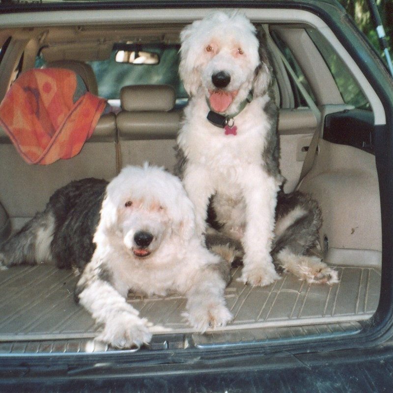 DogWatch of Cape Cod, West Yarmouth, MA | Photo Gallery  Image