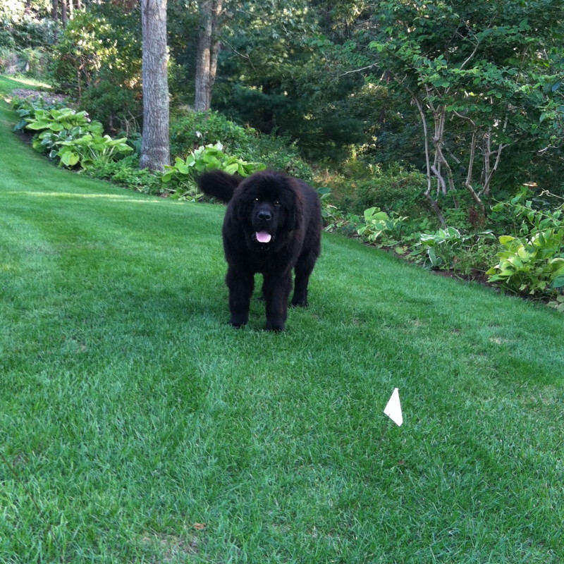 DogWatch of Cape Cod, Marstons Mills, Massachusetts | Photo Gallery  Image