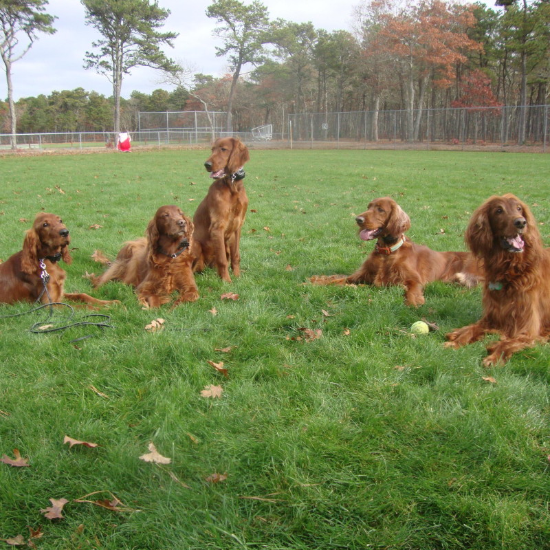 DogWatch of Cape Cod, Marstons Mills, Massachusetts | Photo Gallery  Image