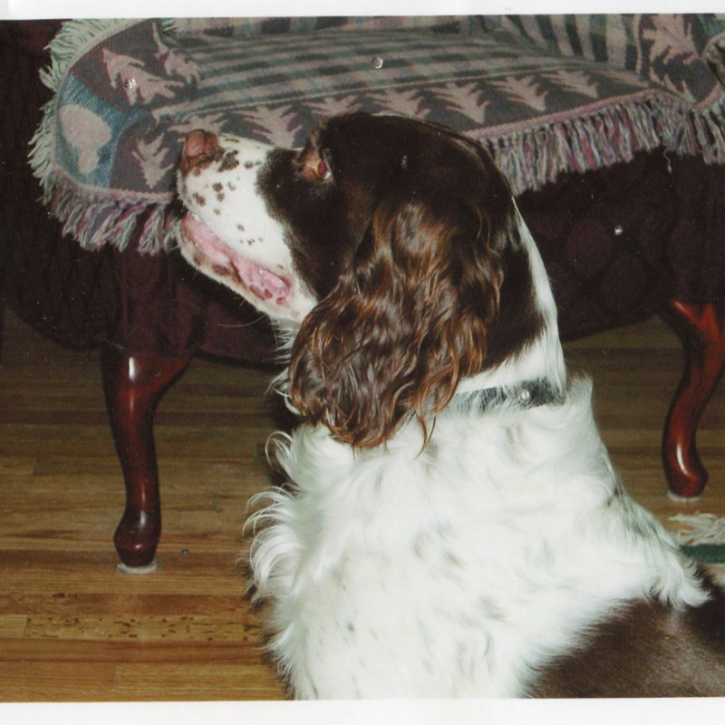 DogWatch of Cape Cod, West Yarmouth, MA | Photo Gallery  Image