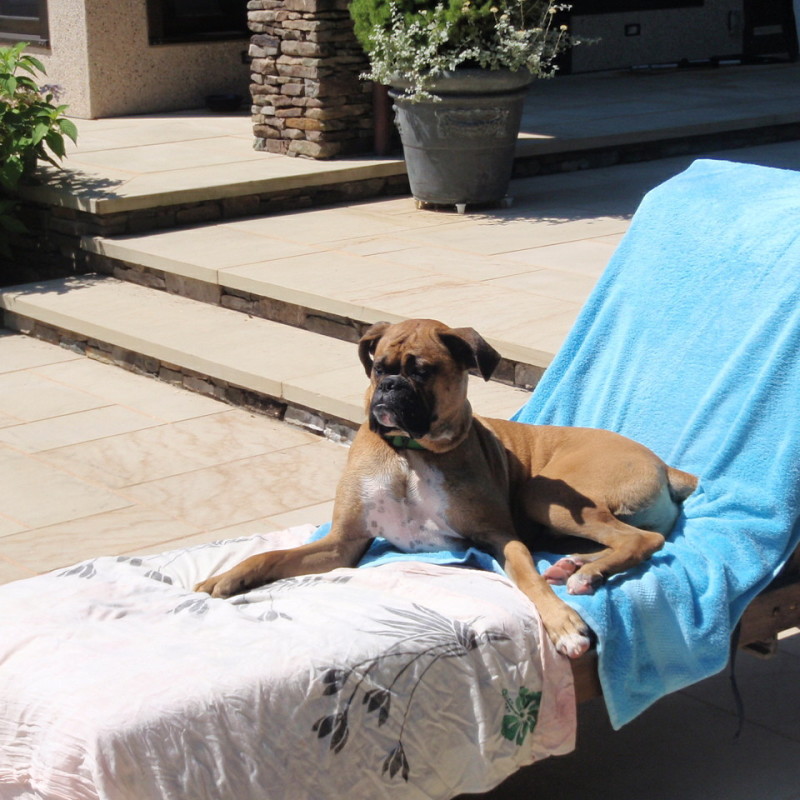 DogWatch of Cape Cod, West Yarmouth, MA | Photo Gallery  Image
