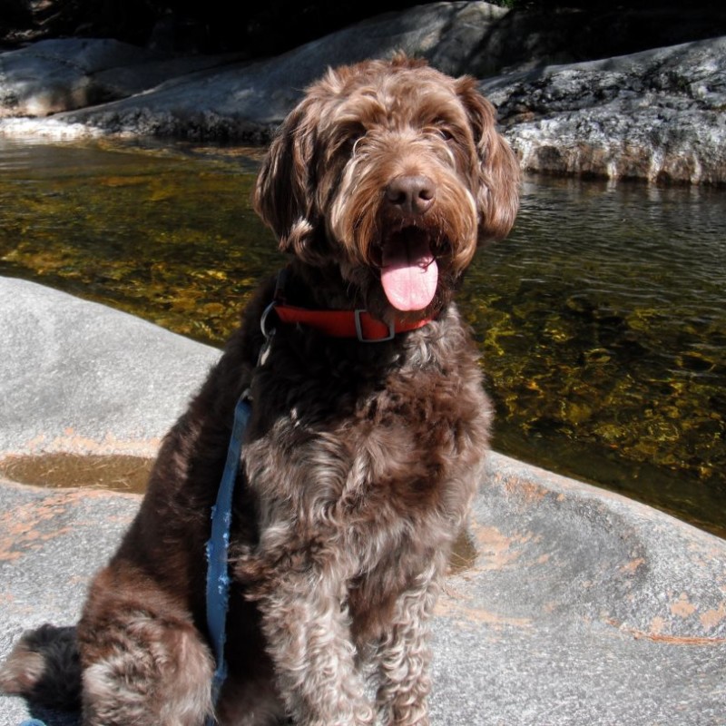 DogWatch of Cape Cod, West Yarmouth, MA | Photo Gallery  Image