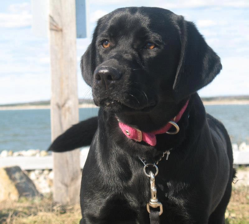 DogWatch of Cape Cod, West Yarmouth, MA | Photo Gallery  Image