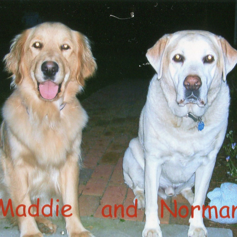 DogWatch of Cape Cod, West Yarmouth, MA | Photo Gallery  Image