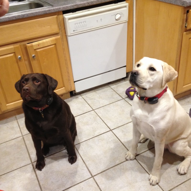 DogWatch of Cape Cod, West Yarmouth, MA | Photo Gallery  Image