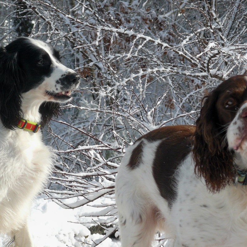 DogWatch of Cape Cod, West Yarmouth, MA | Photo Gallery  Image