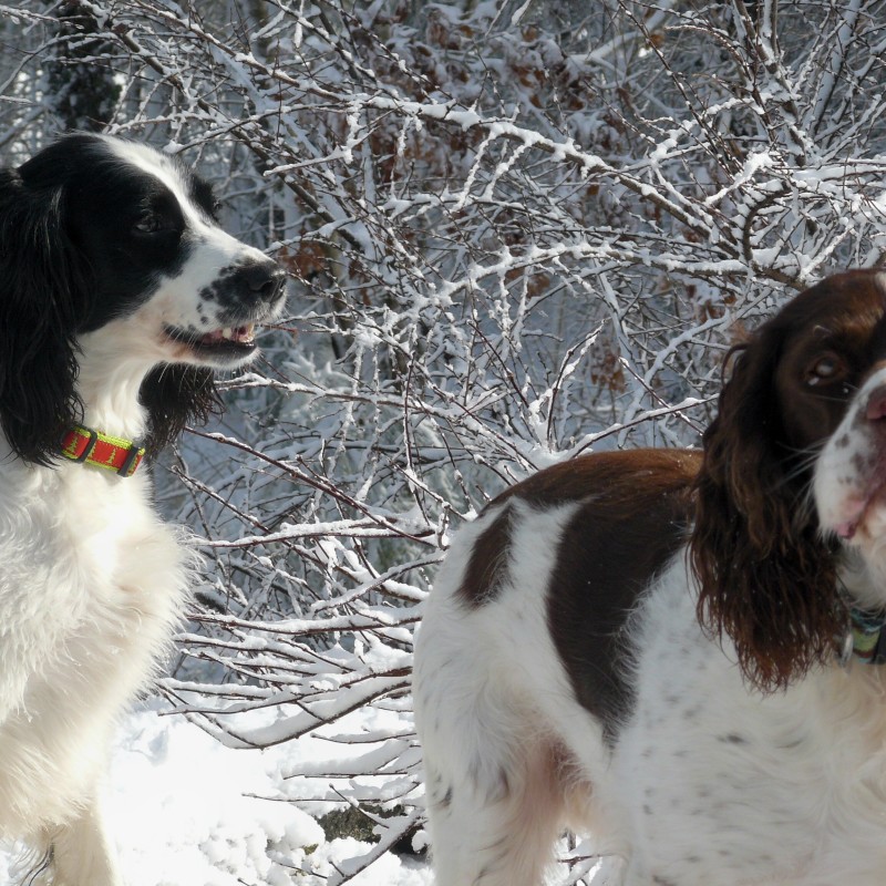 DogWatch of Cape Cod, Marstons Mills, Massachusetts | Photo Gallery  Image