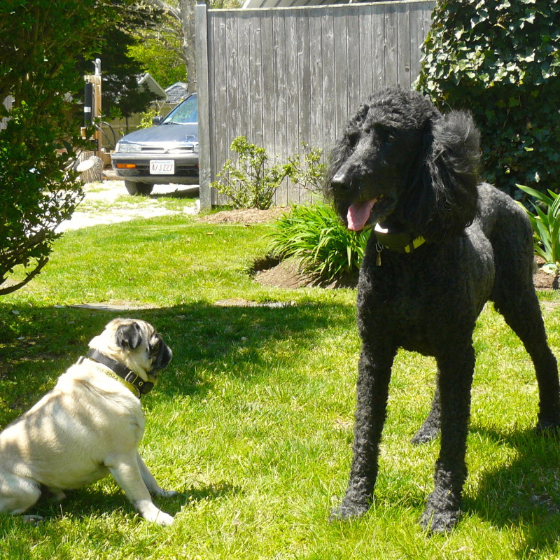 DogWatch of Cape Cod, Marstons Mills, Massachusetts | Photo Gallery  Image