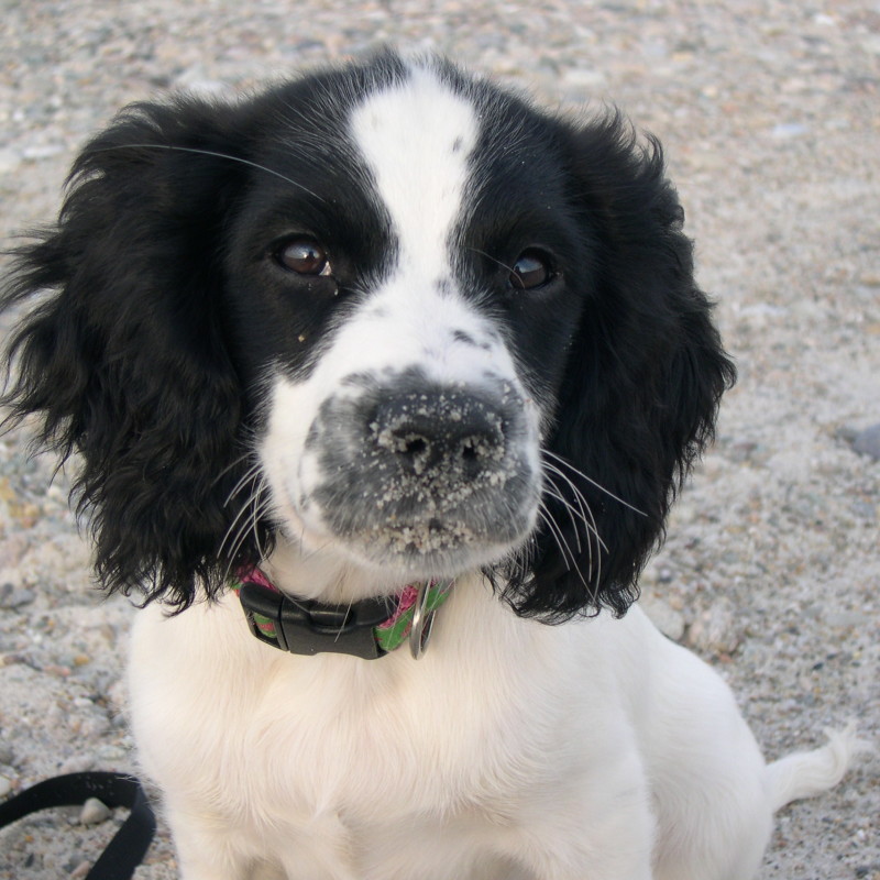 DogWatch of Cape Cod, Marstons Mills, Massachusetts | Photo Gallery  Image