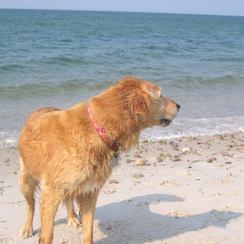 DogWatch of Cape Cod, Marstons Mills, Massachusetts | Photo Gallery  Image