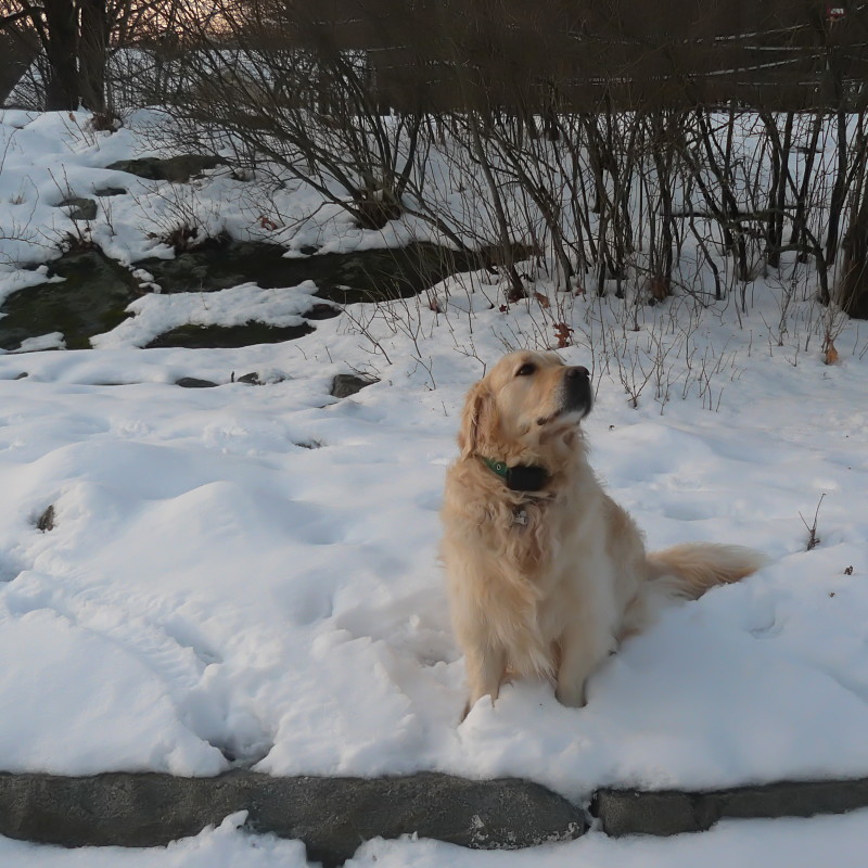 DogWatch of Cape Cod, Marstons Mills, Massachusetts | Photo Gallery  Image