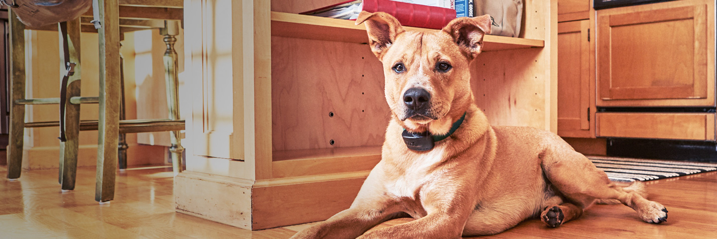 DogWatch of Cape Cod, West Yarmouth, MA | Indoor Pet Fences Slider Image