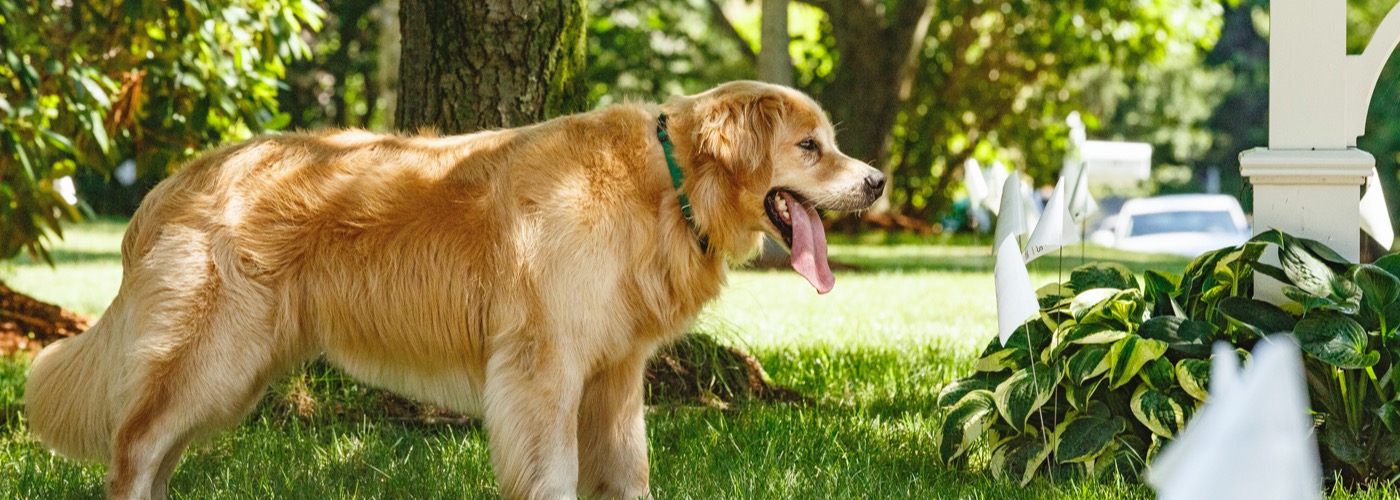 DogWatch of Cape Cod, West Yarmouth, MA | Outdoor Hidden Dog Fences Slider Image