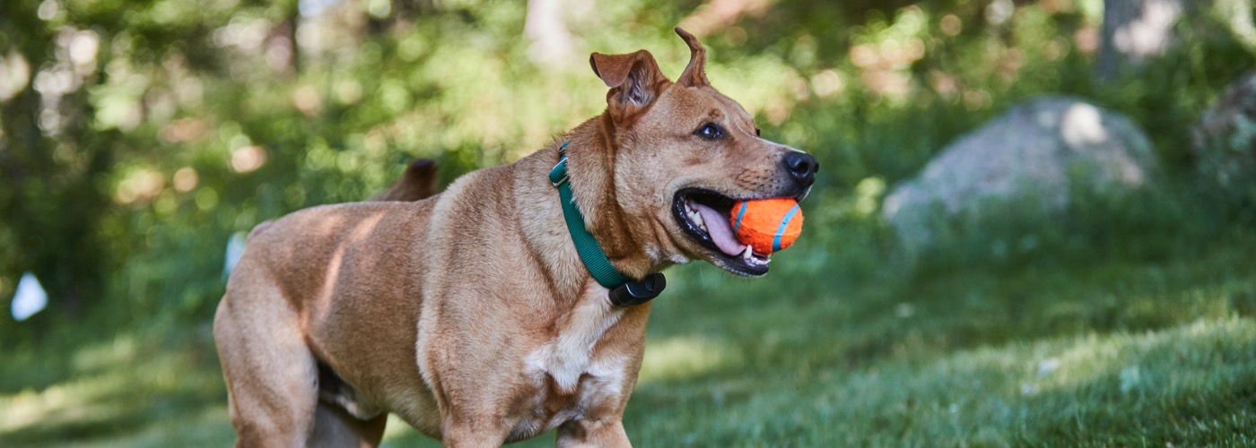DogWatch of Cape Cod, West Yarmouth, MA | ProFenceX Slider Image